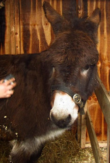 Live crib donkey