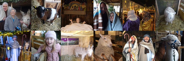 Live Crib Belfast