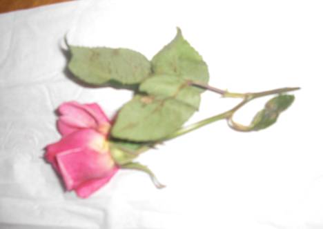 Picture 272